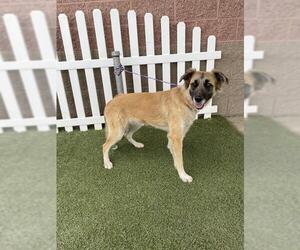 Anatolian Shepherd-Unknown Mix Dogs for adoption in Modesto, CA, USA
