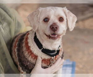 Mutt Dogs for adoption in Philadelphia, PA, USA