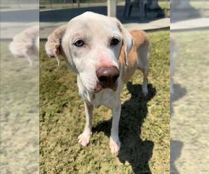 Labrador Retriever-Unknown Mix Dogs for adoption in Conroe, TX, USA