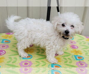 Bichon Frise Dogs for adoption in Mountain View, MO, USA