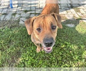 Black Mouth Cur Dogs for adoption in Ocala, FL, USA