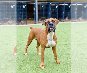 Boxer Dogs for adoption in Austin, TX, USA