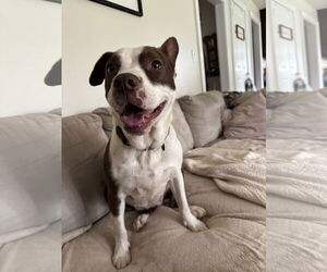 Mutt Dogs for adoption in Doylestown, PA, USA