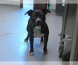 American Pit Bull Terrier Dogs for adoption in Fayetteville, NC, USA