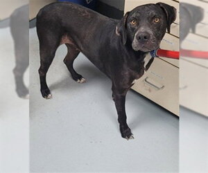 Labrador Retriever-Unknown Mix Dogs for adoption in St. Cloud, FL, USA