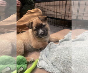 German Shepherd Dog Dogs for adoption in Seattle, WA, USA