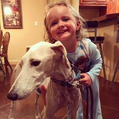 Greyhound Dogs for adoption in Springfield, IL, USA
