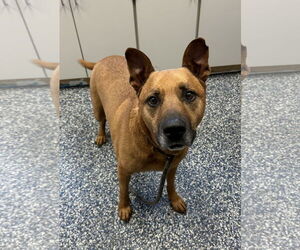 German Shepherd Dog-Unknown Mix Dogs for adoption in Jackson , NJ, USA