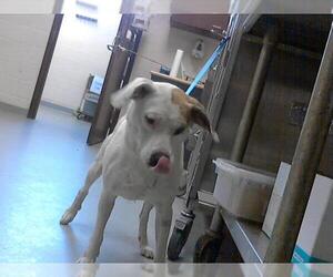 American Pit Bull Terrier-Unknown Mix Dogs for adoption in Fayetteville, NC, USA