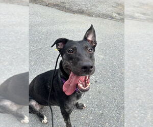 Holland Shepherd-Unknown Mix Dogs for adoption in Brewster, NY, USA