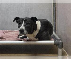 Siberian Husky-Unknown Mix Dogs for adoption in Martinez, CA, USA