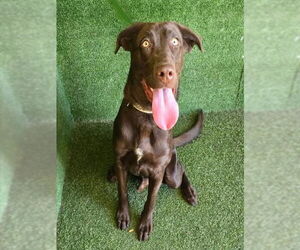 Labrador Retriever-Unknown Mix Dogs for adoption in San Diego, CA, USA