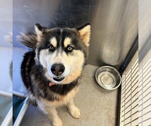 Alaskan Malamute-Unknown Mix Dogs for adoption in Kanab, UT, USA