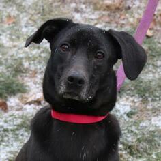 Labrador Retriever-Unknown Mix Dogs for adoption in Ann Arbor, MI, USA