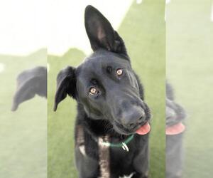 German Shepherd Dog-Unknown Mix Dogs for adoption in Salem, MA, USA