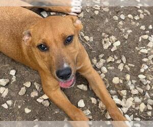 American Pit Bull Terrier-Unknown Mix Dogs for adoption in Tulsa, OK, USA