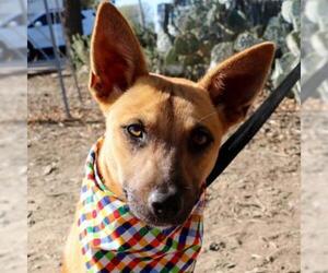 Basenji Dogs for adoption in Von Ormy, TX, USA