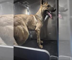 German Shepherd Dog-Unknown Mix Dogs for adoption in San Antonio, TX, USA