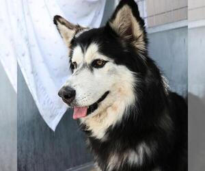 Siberian Husky Dogs for adoption in San Antonio, TX, USA