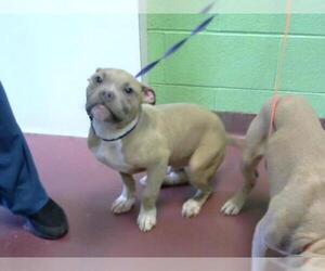 American Pit Bull Terrier Dogs for adoption in Murfreesboro, TN, USA