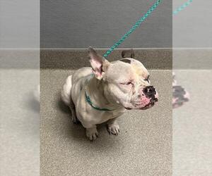 Bulldog-Unknown Mix Dogs for adoption in Las Vegas, NV, USA