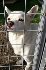 Pembroke Welsh Corgi-Unknown Mix Dogs for adoption in Richmond, CA, USA