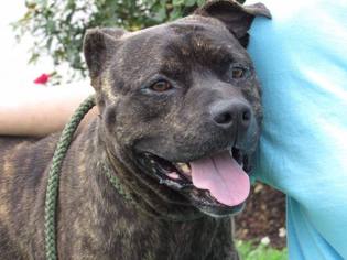 American Pit Bull Terrier-Unknown Mix Dogs for adoption in Windsor, VA, USA