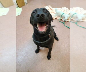 Labrador Retriever Dogs for adoption in Ogden, UT, USA
