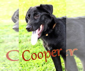 Labrador Retriever Dogs for adoption in Evansville, IN, USA