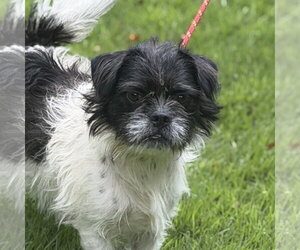 Shih Tzu Dogs for adoption in Yardley, PA, USA