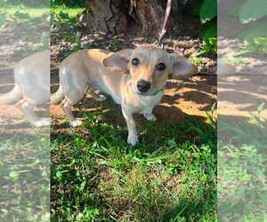 Chiweenie Dogs for adoption in Candler, NC, USA