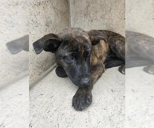 Mutt Dogs for adoption in Oklahoma City, OK, USA