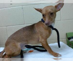 Chihuahua-Unknown Mix Dogs for adoption in Downey, CA, USA