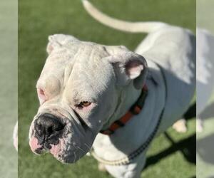 Boxer Dogs for adoption in San Diego, CA, USA