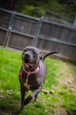 American Staffordshire Terrier Dogs for adoption in West Cornwall, CT, USA