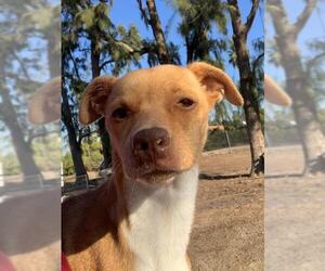 Italian Greyhound Dogs for adoption in Ramona, CA, USA
