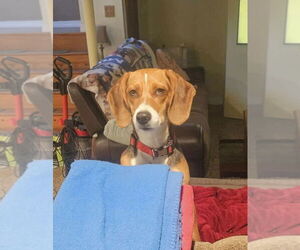 Beagle-Unknown Mix Dogs for adoption in Westwood, NJ, USA