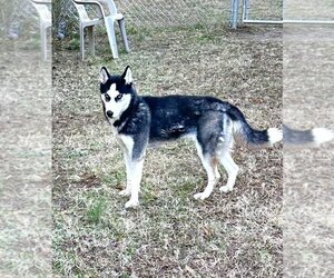 - Mix Dogs for adoption in Glen Allen, VA, USA