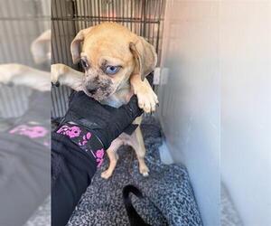 Chihuahua-Unknown Mix Dogs for adoption in Houston, TX, USA