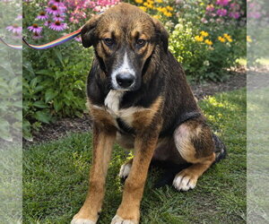 Mutt Dogs for adoption in Yardley, PA, USA