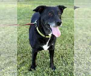 Labrador Retriever-Unknown Mix Dogs for adoption in Oakhurst, NJ, USA