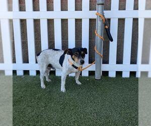 Chihuahua Dogs for adoption in Modesto, CA, USA