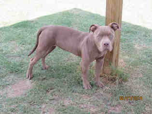 Medium Photo #1 American Pit Bull Terrier Puppy For Sale in Grovetown, GA, USA