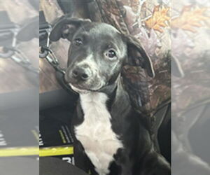 Labrador Retriever-Unknown Mix Dogs for adoption in Texas City, TX, USA