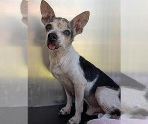 Chihuahua-Unknown Mix Dogs for adoption in San Antonio, TX, USA