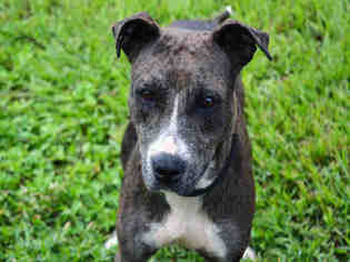 Medium Photo #1 American Staffordshire Terrier Puppy For Sale in Fort Lauderdale, FL, USA