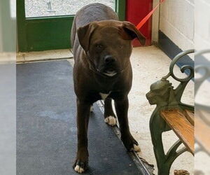 American Pit Bull Terrier-Unknown Mix Dogs for adoption in Anchorage, AK, USA