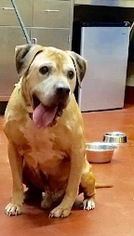 Mastador Dogs for adoption in Maryville, TN, USA