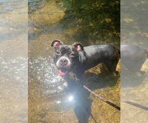 American Staffordshire Terrier-Boxer Mix Dogs for adoption in Richmond, IN, USA