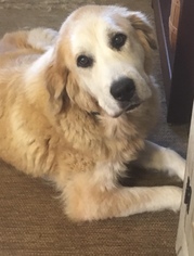 Golden Retriever Dogs for adoption in Pottstown, PA, USA